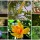 சங்க இலக்கியங்களில் மலர்கள் FLOWERS IN SANGAM LITERATURE: பகுதி ...2 ( 25 மலர்கள்)